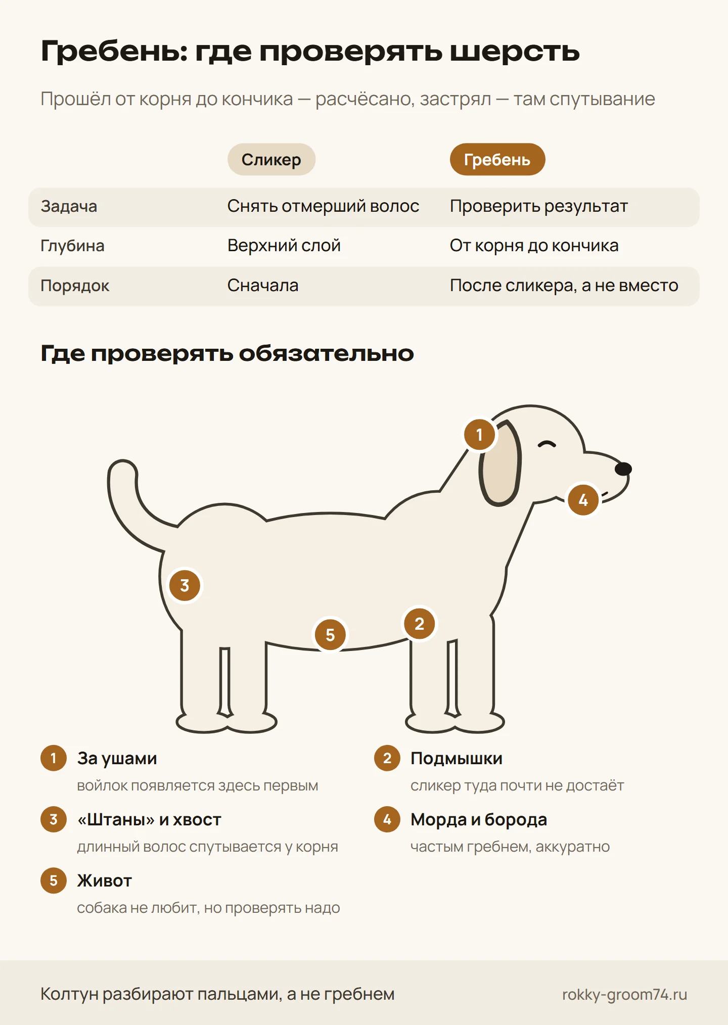 Инфографика: чем гребень отличается от сликера и где им обязательно проверять шерсть собаки — за ушами, подмышки, «штаны», морда и живот