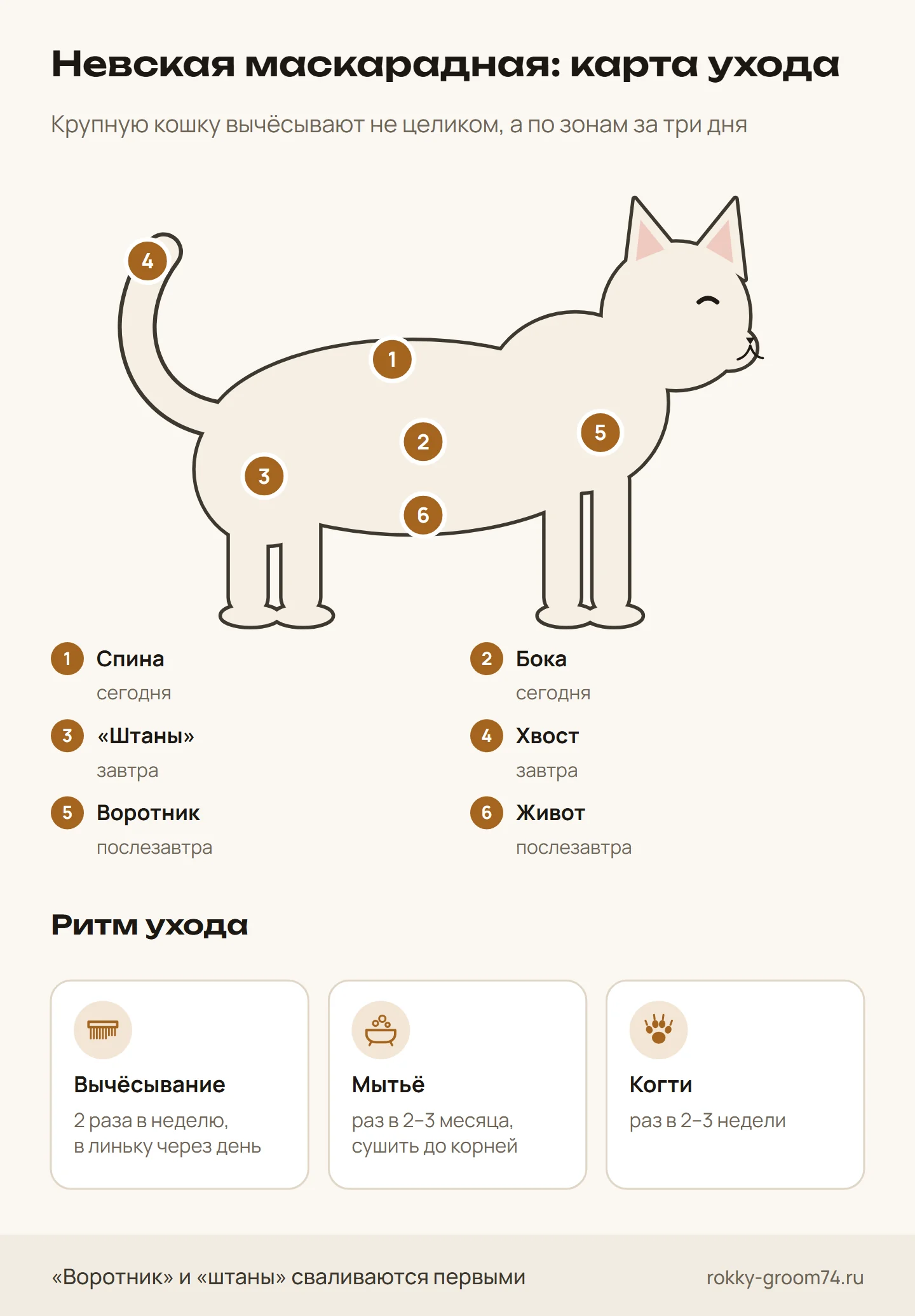Инфографика: как вычёсывать невскую маскарадную кошку по зонам за три дня и как часто вычёсывать, мыть и стричь когти
