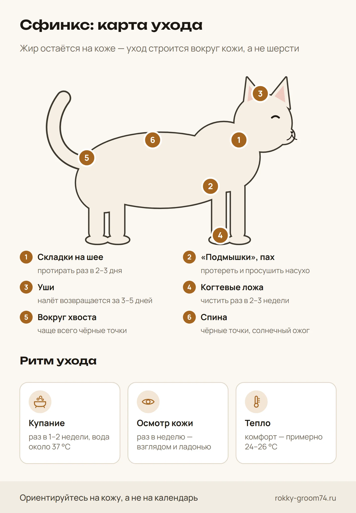 Инфографика: уход за сфинксом — складки, уши, когтевые ложа, кожа у хвоста и на спине, как часто купать и какая нужна температура
