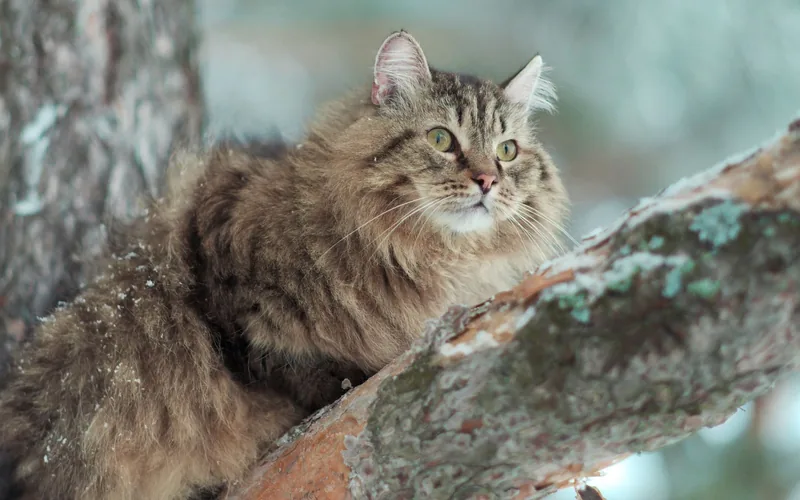 Груминг сибирской кошки