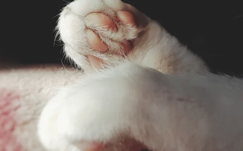 Как стричь когти кошке
