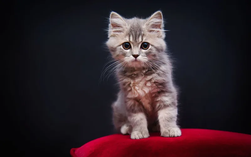 Первый груминг котёнка — когда начинать