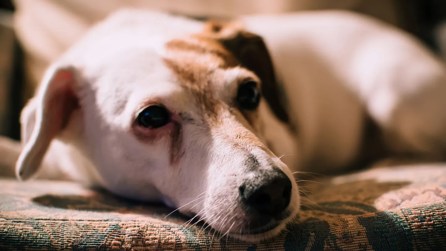 Джек-рассел-терьер отдыхает на лежанке