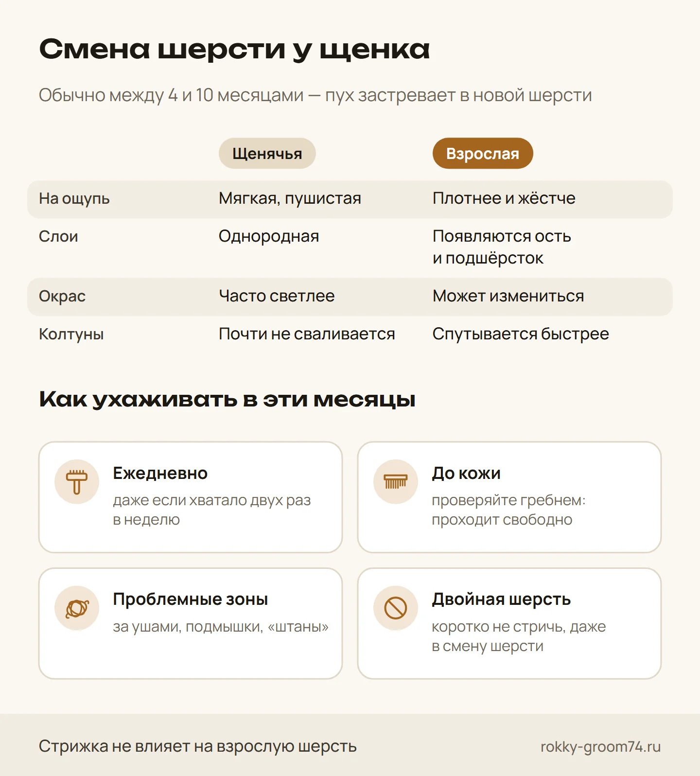 Инфографика: чем щенячья шерсть отличается от взрослой и как ухаживать за щенком в период смены шерсти