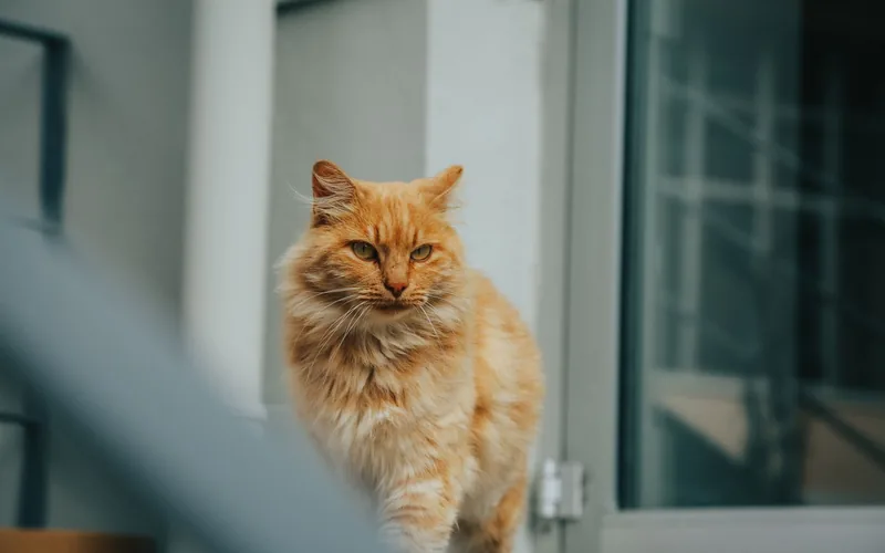 Уход за шерстью длинношёрстной кошки