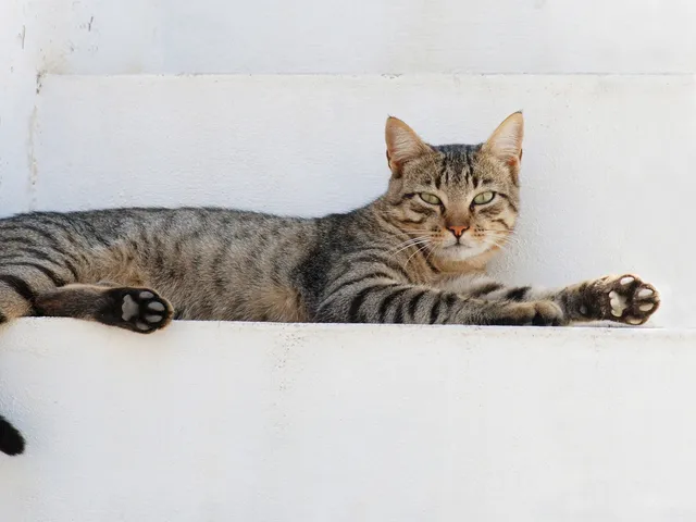Груминг Коты и кошки (любая шерсть) в Златоусте