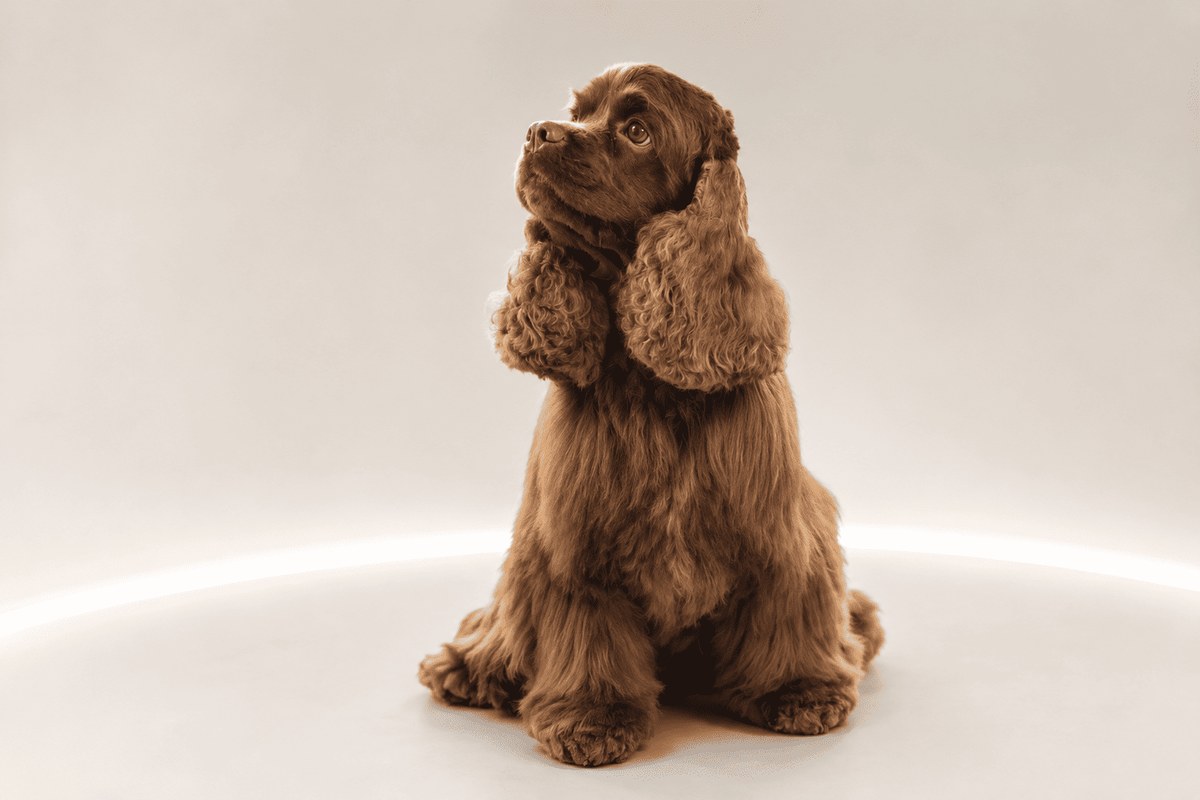 Dog and cat grooming at ROKKY studio, Zlatoust